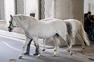 Lipizzan horses in front of the Spanische Hofreitschule