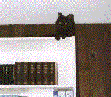 Merlin climbs the cupboard 2