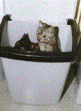 Merlin and Morgaine in the bin