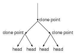 Picture: Clones, clone points, and heads
